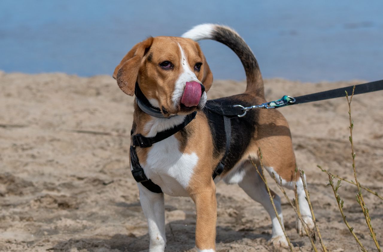 Pies liże powietrze? Dowiedz się, czy to żebranie, czy znak napięcia