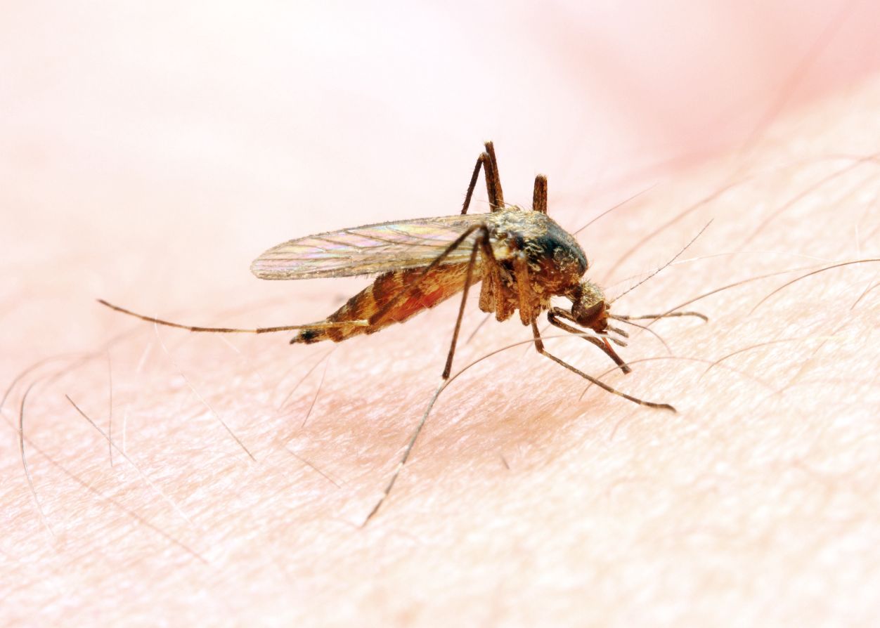 Komary przenoszące tropikalne choroby są już w Europie