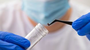 Najgroźniejszy kleszcz świata. Może prowadzić do paraliżu i uduszenia