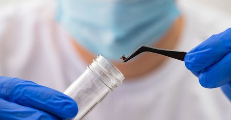 Najgroźniejszy kleszcz świata. Może prowadzić do paraliżu i uduszenia
