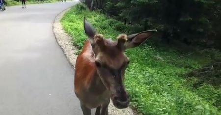 Spotkanie z dzikimi zwierzętami na tatrzańskim szlaku. Ważny apel leśniczego z Morskiego Oka