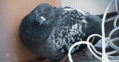 Postaw na balkonie. Gołębie nawet się nie zbliżą