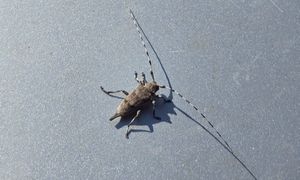 Leśnicy napotkali go w lesie. Wyjątkowy gość. "Imponujący"