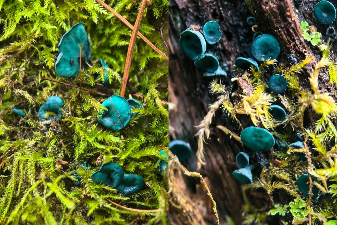 Pokazali zdjęcia z polskiego lasu. "W niezwykłym świecie"