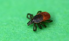 Kleszcze opanowują miasta. Jedno jest ich pełne