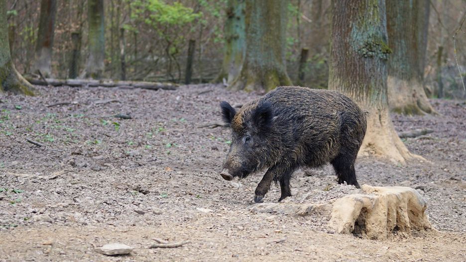 Legnica. Problem z dzikami rozwiązany. Odłownie okazały się skuteczne