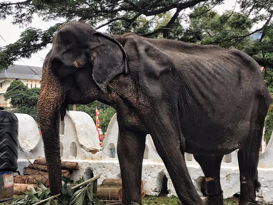 Apel aktywistów: "Pomóżcie słoniom na Sri Lance!"