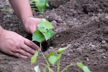 Jak uprawiać bataty w ogrodzie? Trzeba pamiętać o kilku ważnych zasadach