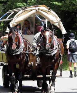 Żar leje się z nieba. Dla koni z Morskiego Oka to nie wymówka