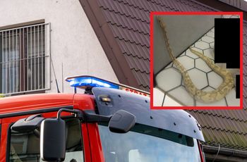 Znalazła go pod prysznicem. "Prawie metrowy pyton królewski"