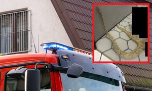 Znalazła go pod prysznicem. "Prawie metrowy pyton królewski"