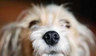 Białystok. Wyrzucił psa z ósmego piętra. Jest akt oskarżenia