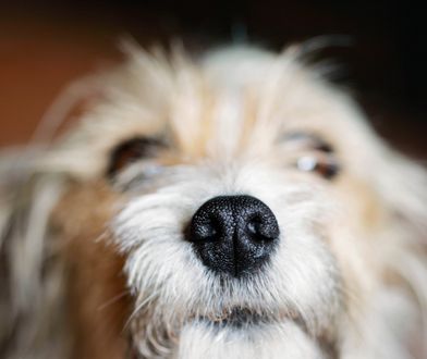 Białystok. Wyrzucił psa z ósmego piętra. Jest akt oskarżenia