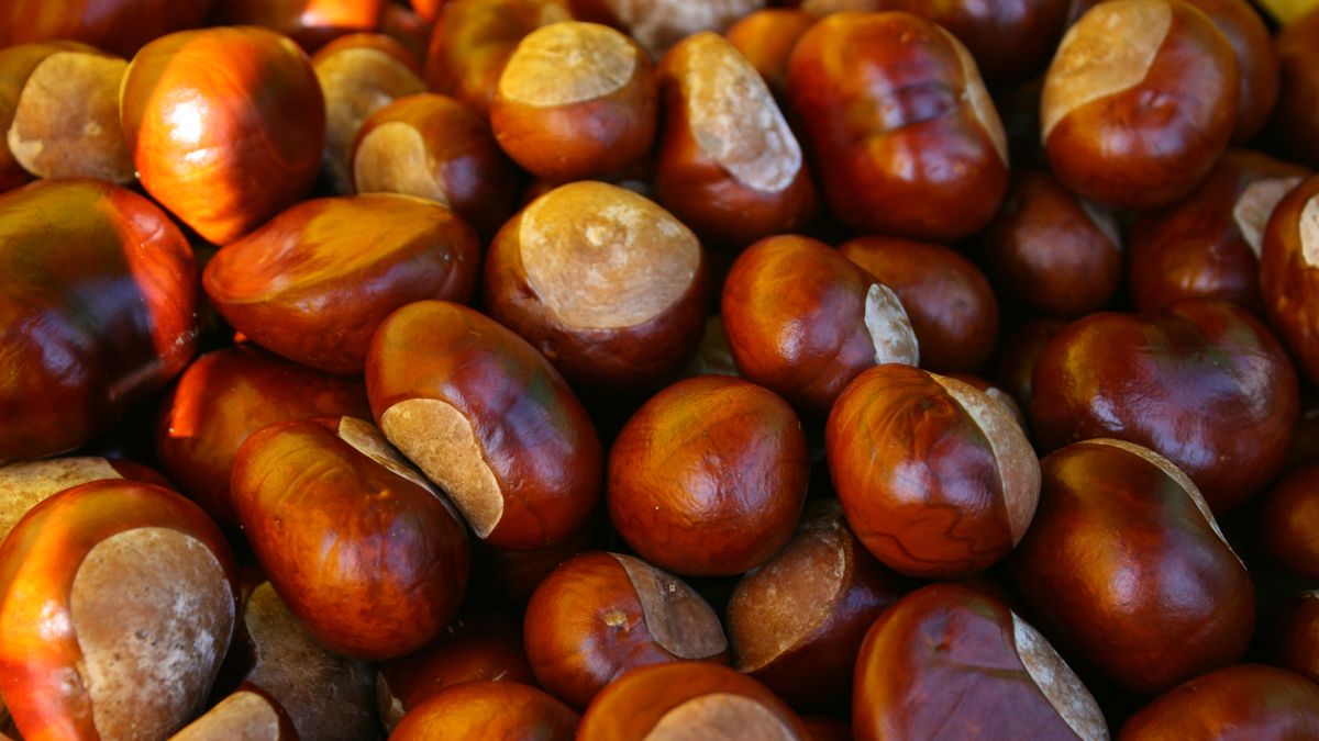 Ile można zarobić na kasztanach?