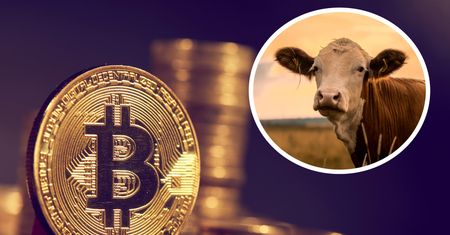 Naukowcy: Bitcoin równie szkodliwy jak wołowina