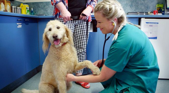 Weterynarz z plaży 2