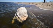 Już wiadomo. Wieloryb znaleziony na polskiej plaży zostanie zutylizowany