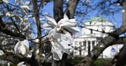 Wiosna w Warszawie wreszcie nadeszła. Po długiej zimie stolica rozkwita magnoliami i zielenią.