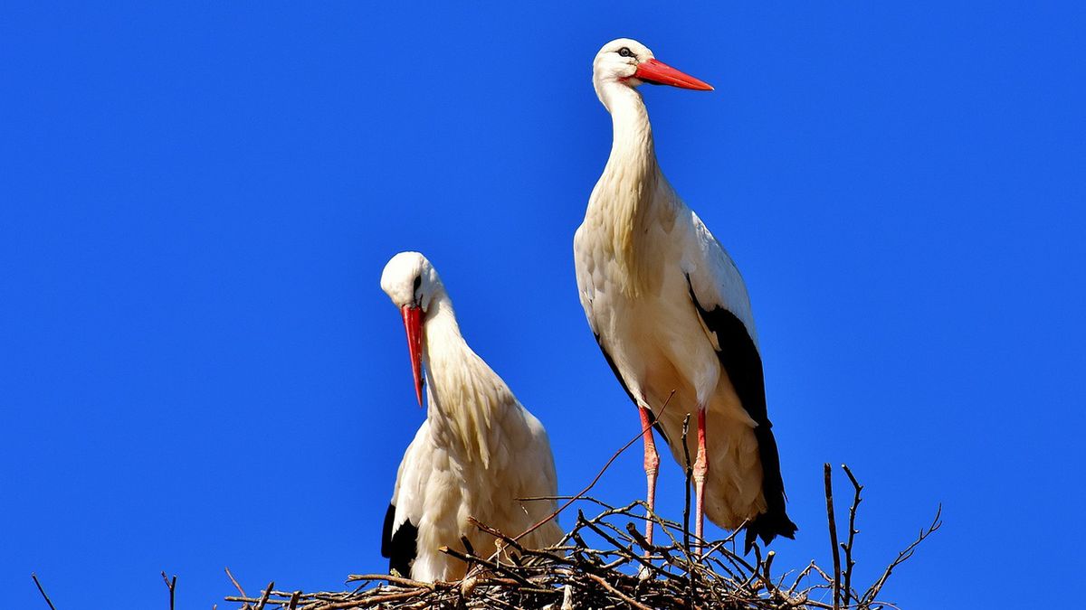 Obywatel Łotwy skazany za zniszczenie gniazda bocianów
