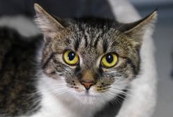 Ukraina. Kot spał na twarzy dziecka. Niemowlę nie żyje