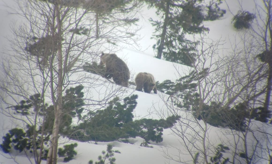 Niedźwiedzia rodzina sfotografowana przez lunetę
