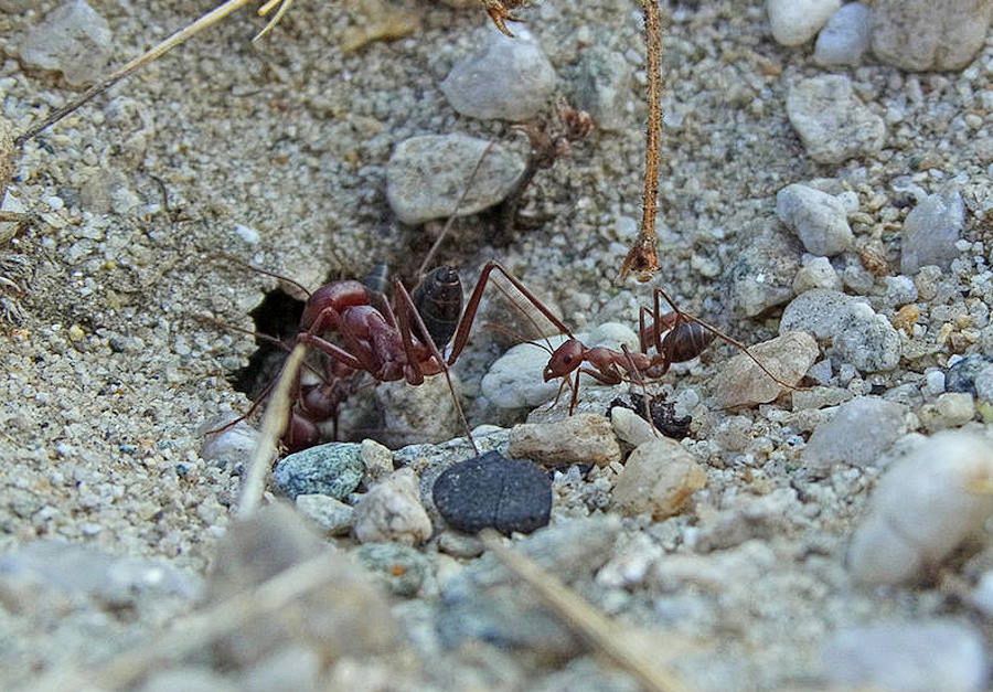 Mrówki mają wyjątkowe zdolności