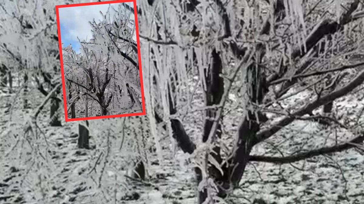 Tak wyglądał sad Pana Damiana po nocy z soboty na niedzielę 