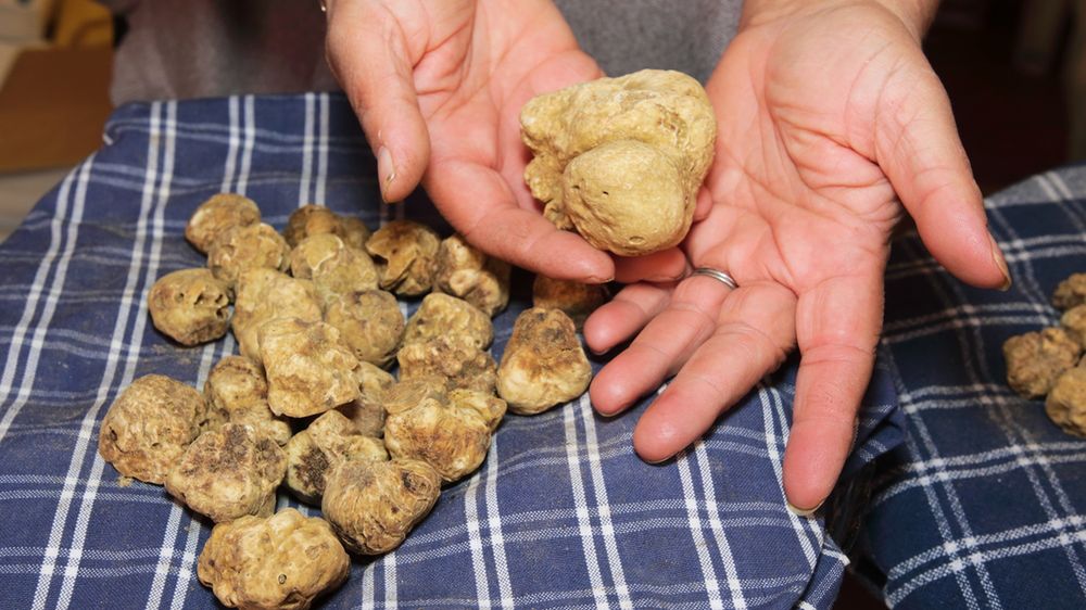 Białe trufle są raczej niedostępne w Polsce, ale z czarnym można się w lesie spotkać.