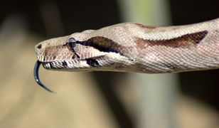 Londyn. Boa dusiciel znaleziony nad Tamizą