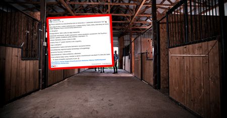 Niemcy dają nawet mieszkanie. Liczne reakcje z Polski