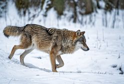 Strzelił do wilka, szukają go Czesi. Zwierzę konało 36 godzin