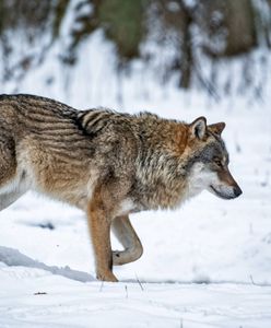 Strzelił do wilka, szukają go Czesi. Zwierzę konało 36 godzin