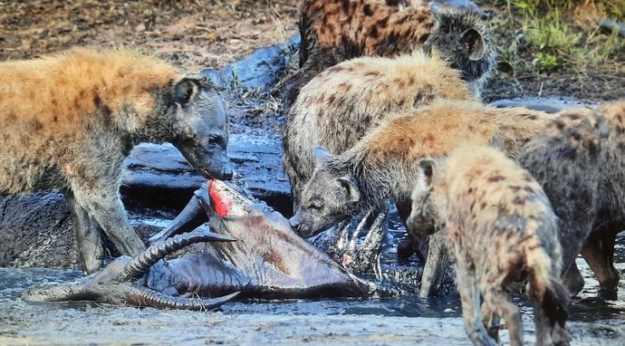 Afryka: życie na gorąco