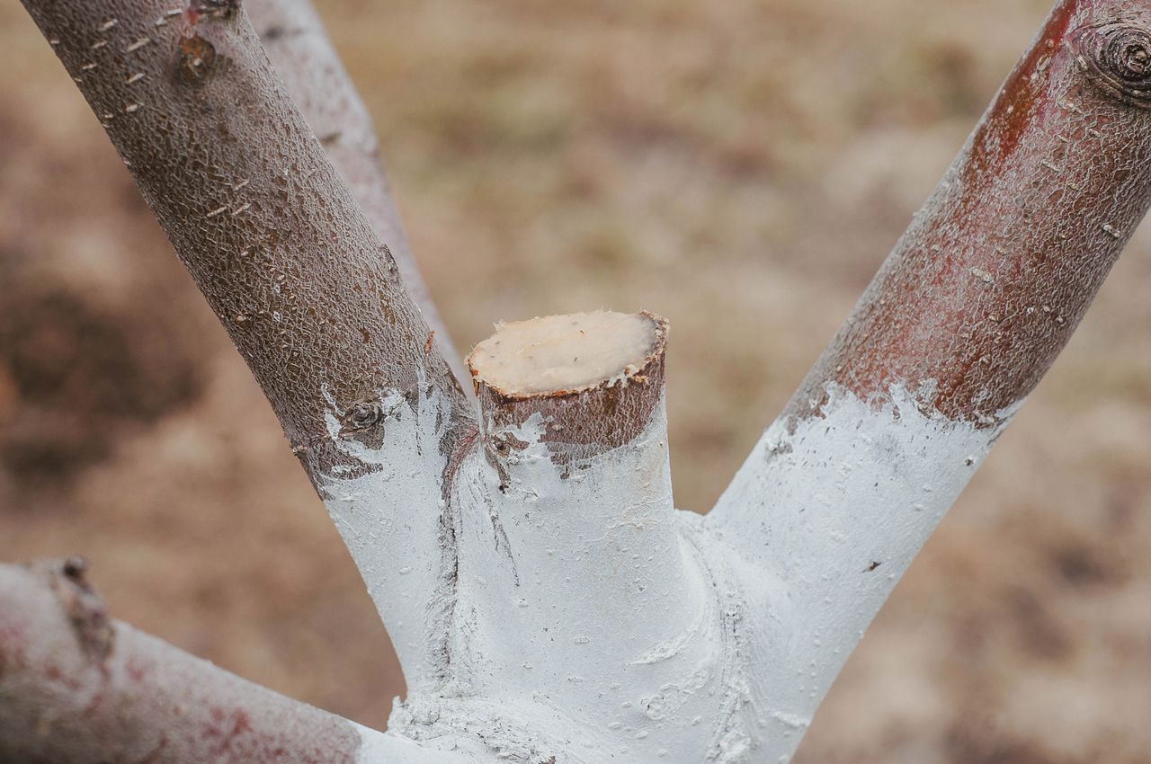 Pruning trees to limit growth before the summer season and smearing the wound with a special compound