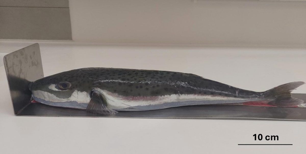 Lagocephalus sceleratus złowiona w Chorwacji