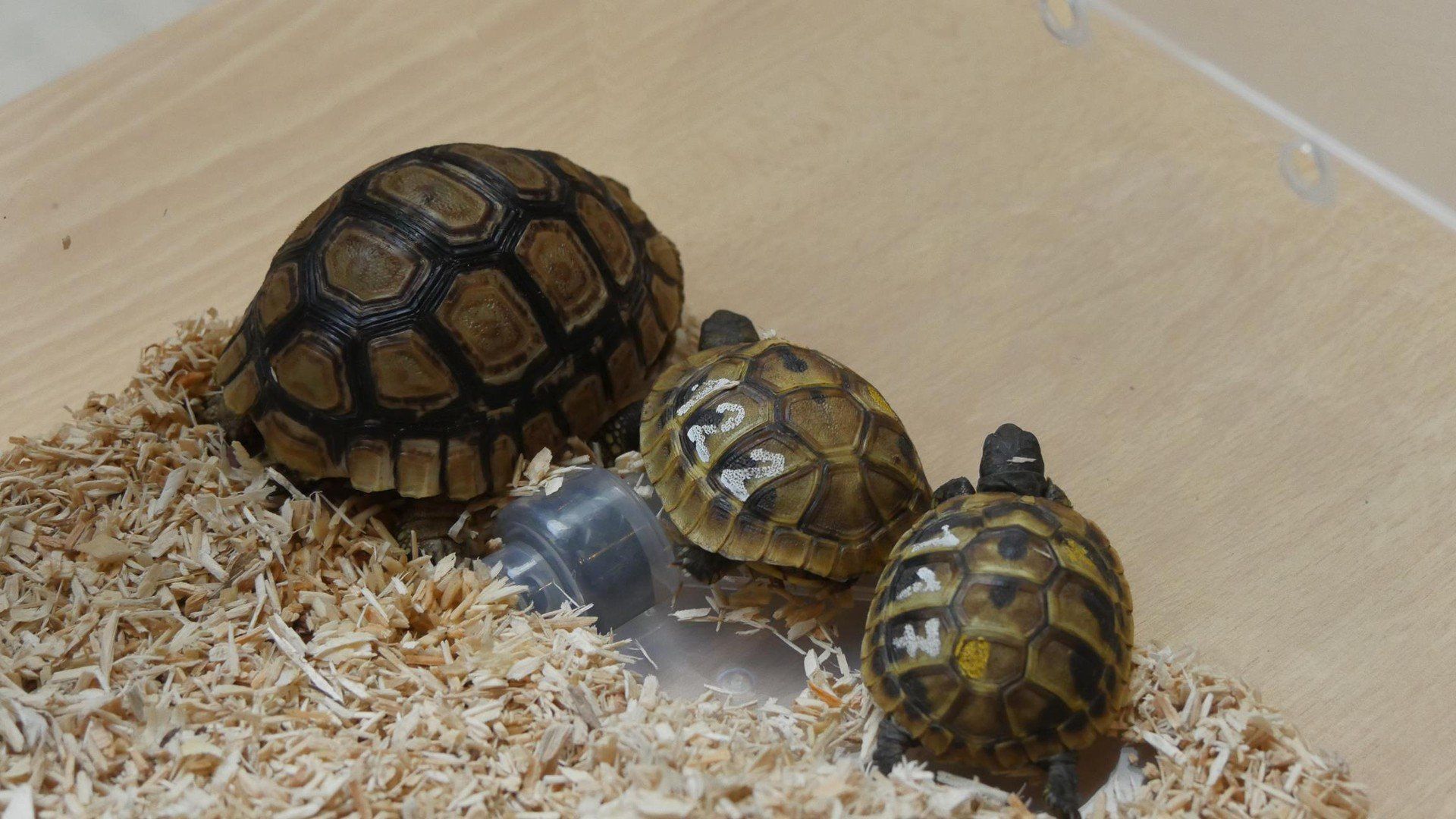 Tak wyglądały Exoticarium we Wrocławiu