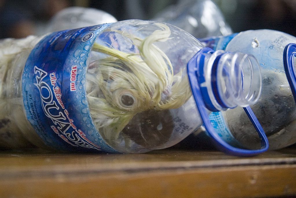 Przemyt papug w plastikowych butelkach to spory problem w Indonezji