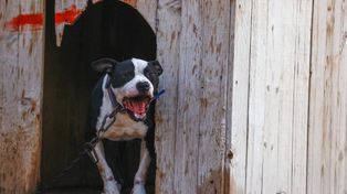 Amstaff zeszpecił twarz kobiety. Jest akt oskarżenia dla właściciela