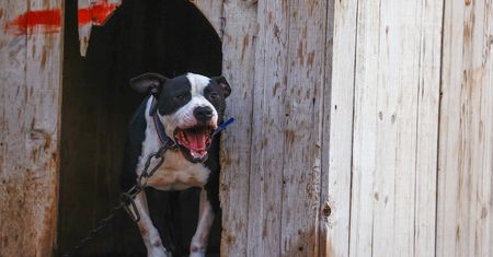 Amstaff zeszpecił twarz kobiety. Jest akt oskarżenia dla właściciela