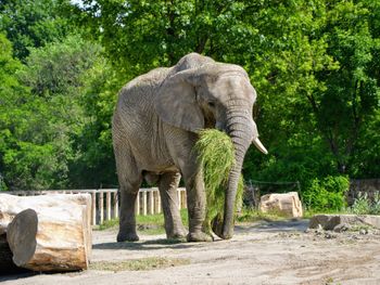 Wielka radość w warszawskim zoo. Słoń Leon skończył 25 lat