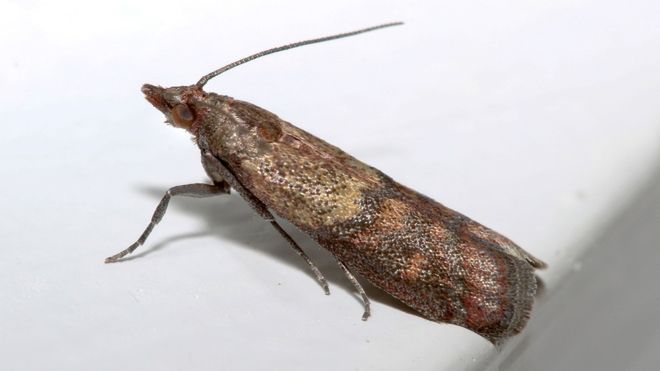 Mole uciekają z miejsc, w których unosi się woń octu, odstrasza je też zapach goździków, liści laurowych, mięty, cytryny, pomarańczy i wanilii.