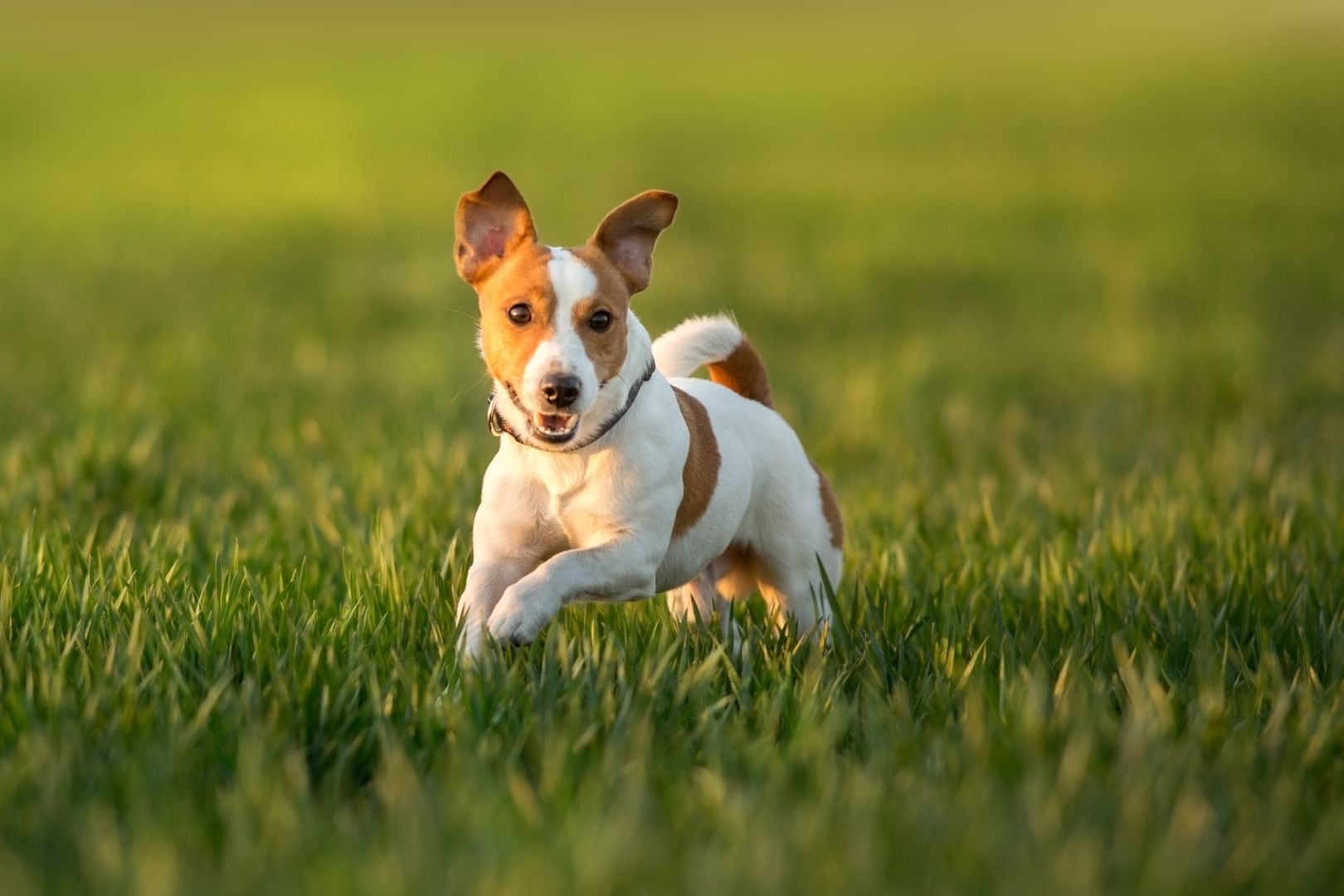 Jack Russel Terrier