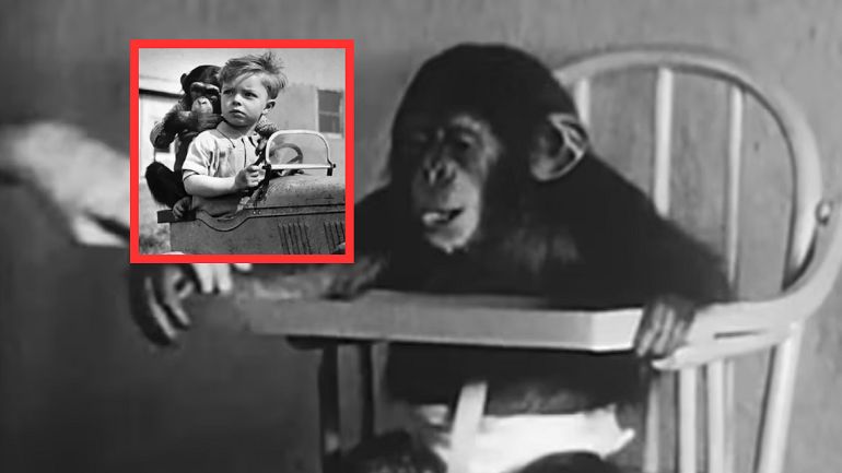 Tragiczny eksperyment. Dziecko i małpa miały wychowywać się razem