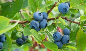 Zamiast wyrzucać rozsyp pod borówką. Będzie uginać się od owoców