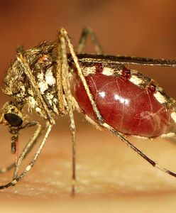 Inwazja groźnych komarów w Europie. Węgrzy mają pomysł