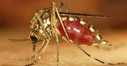 Inwazja groźnych komarów w Europie. Węgrzy mają pomysł