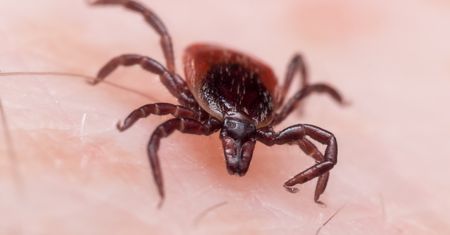Ulubione miejsce kleszczy. Mało kto tam zagląda