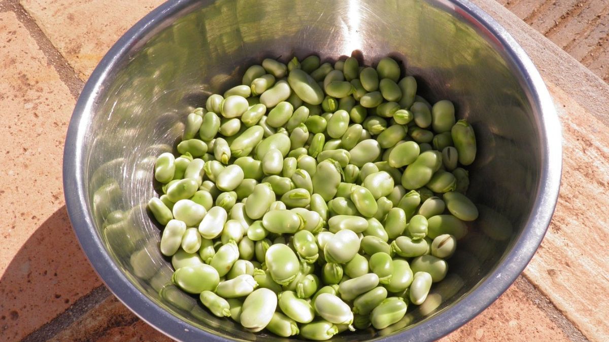 Dlaczego warto jeść bób? 