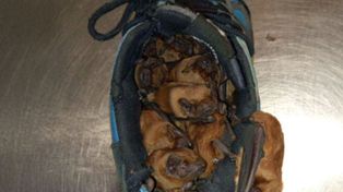 Zostawił buty na balkonie. One spały w środku. Zdjęcie z Warszawy