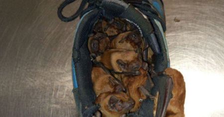 Zostawił buty na balkonie. One spały w środku. Zdjęcie z Warszawy